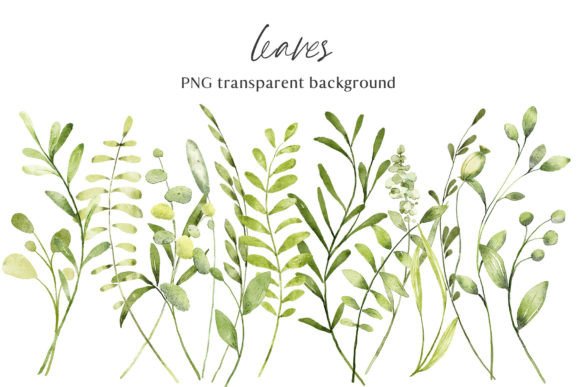 Leaves Watercolor Clipart PNG Files: Editorial Illustrations