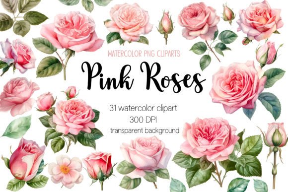 Pink Roses Watercolor Clipart Bundle: Editorial Illustrations