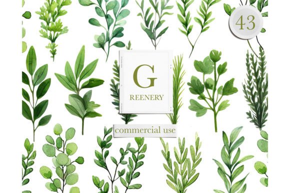 Watercolor Greenery Leaves Clipart for Illustrations